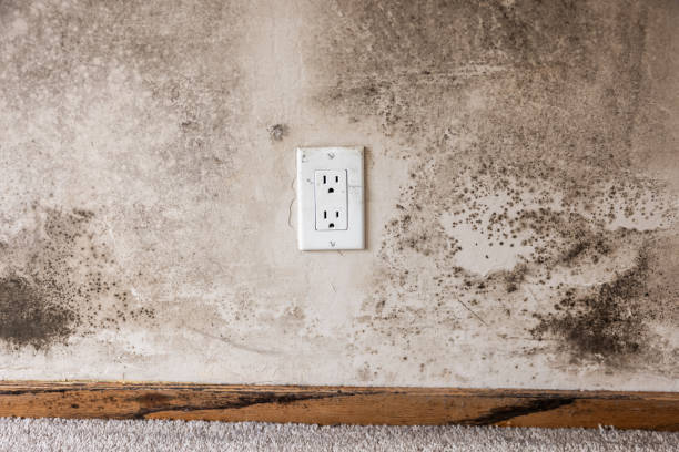 Biohazard Mold Removal in Temescal Valley, CA