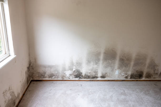 Best Dehumidification Services  in Temesl Valley, CA