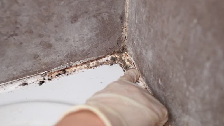 Forensic Mold Investigation in Temescal Valley, CA